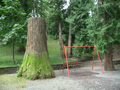 0738_Grundlage_Baumstrunk_kl.jpg