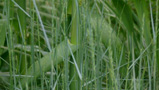 Moorgras 
